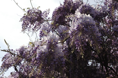 France en fleurs