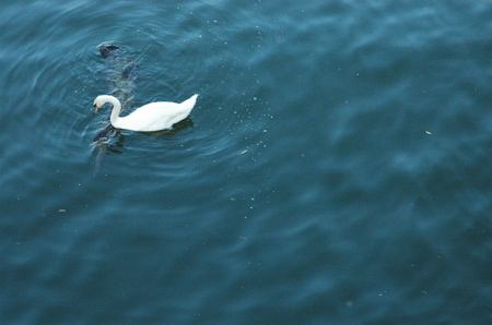 Swan on La Seine